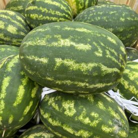 Watermelons JUMBO size..