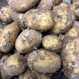 Duke of York Potatoes