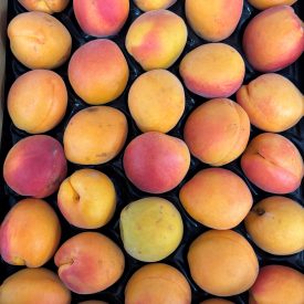Apricots